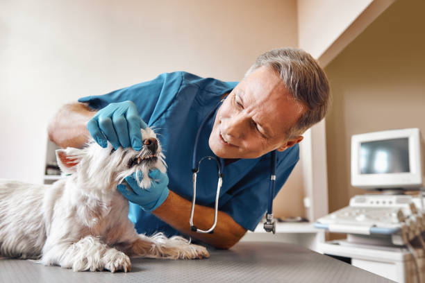 Best Emergency Tooth Extraction in Kutztown, PA